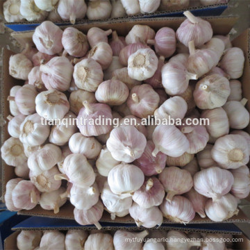 normal white garlic for kenya